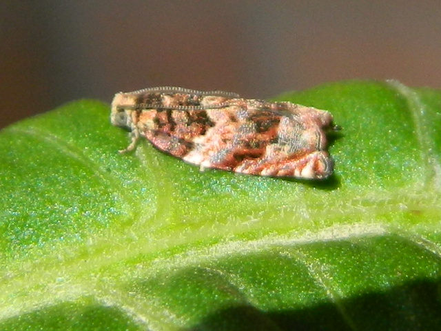 Schifezzuolidae: Gypsonoma minutana, Tortricidae